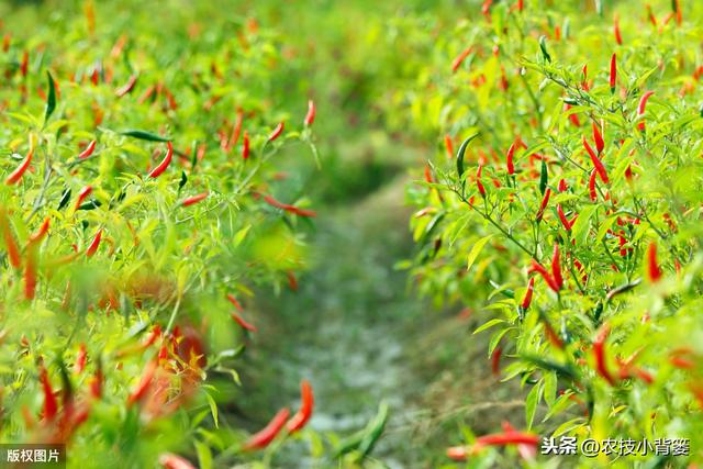 萘乙酸在辣椒上的使用方法,萘乙酸药害几天能恢复(8)