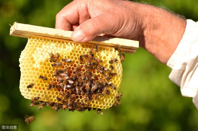 养蜜蜂有什么诀窍,养蜜蜂的诀窍在哪里(3)