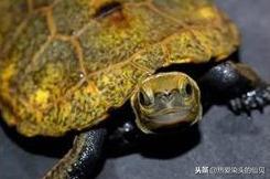 日本石龟好不好养,日本石龟过冬要怎么养(4)