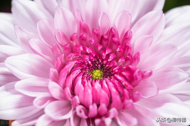 在菊花里怎么拍照最好看,怎样拍微距菊花照片(10)