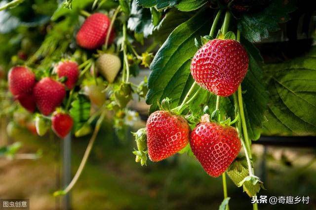 大棚草莓施肥诀窍,大棚草莓施肥方法如下(3)