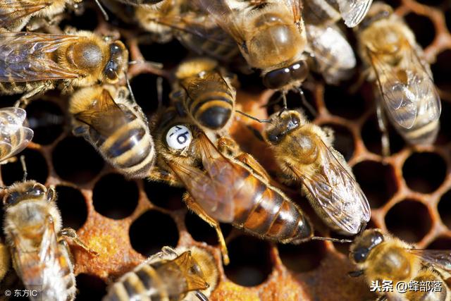 土法养蜂怎样更换蜂王,用土法养蜂该怎样培养蜂王(4)