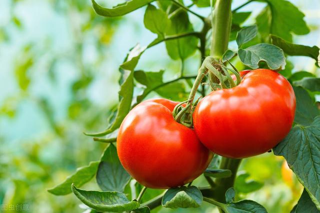 秋冬季番茄种植技术,秋冬季露天种植番茄技术(1)