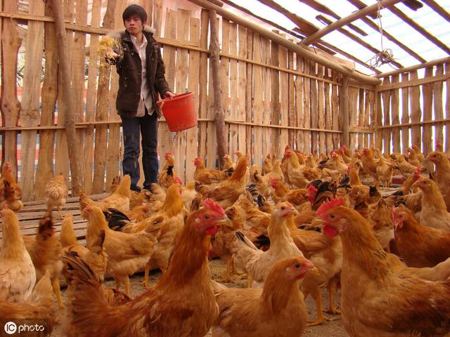 发酵饲料喂鸡优缺点,发酵饲料喂鸡比例多少最好(3)