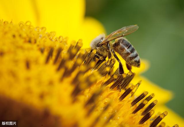什么马蜂适合高密度养殖,人工养殖马蜂最佳时间(6)