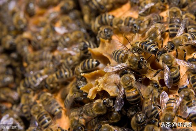 中蜂蜂王品种图片大全,中蜂王的品种和各自的特点(3)