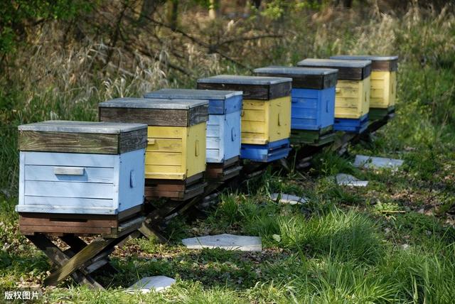 什么马蜂适合高密度养殖,人工养殖马蜂最佳时间(5)