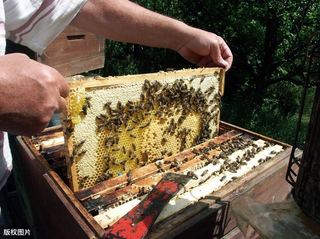 什么马蜂适合高密度养殖,人工养殖马蜂最佳时间(2)