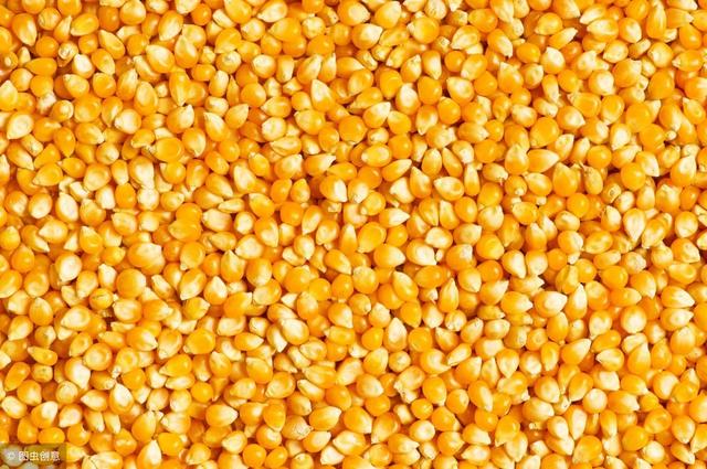 农单113玉米种介绍,农单113tc玉米种介绍(3)
