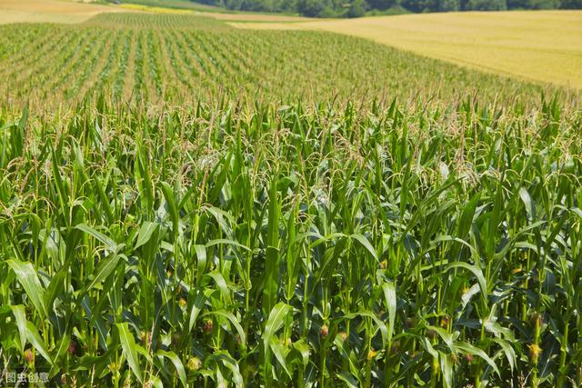 3米高6米长3米宽能放多少亩玉米,一立方玉米架子能放多少玉米(3)