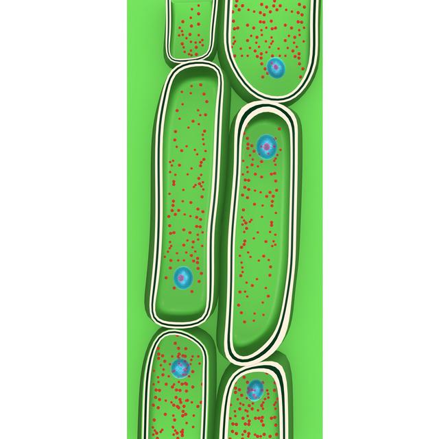 细胞膜细胞壁的功能,细胞膜对细胞壁的作用(2)