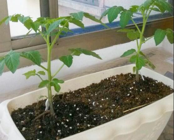 阳台黑番茄种植技术,封闭阳台种植番茄的方法(3)