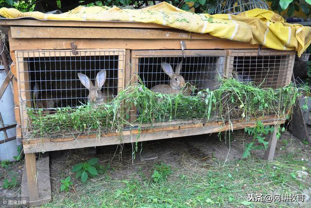 长期养兔子的坏处,在家养兔子的害处(3)