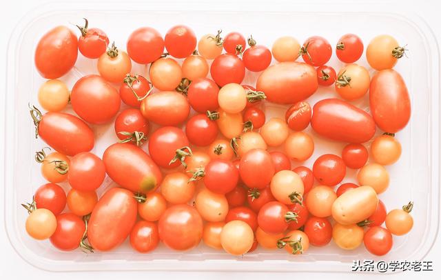 樱桃小番茄的种植过程,樱桃小番茄种子栽培方法(4)
