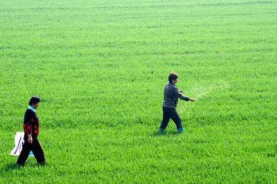 一亩地需要多少氮磷钾肥,一亩地施多少斤复合肥合适(2)