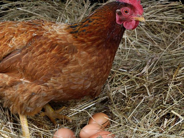 母鸡最近都不怎么下蛋是什么原因,母鸡长期不生少下蛋是什么原因(1)