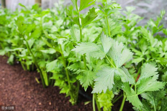 冬天芹菜的种植方法,露天芹菜的种植时间与方法(1)