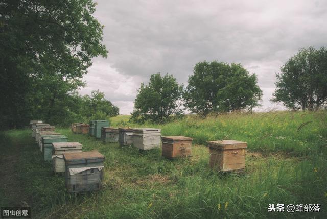 一箱蜂一年产多少蜜,1斤蜂蜜价格表(2)