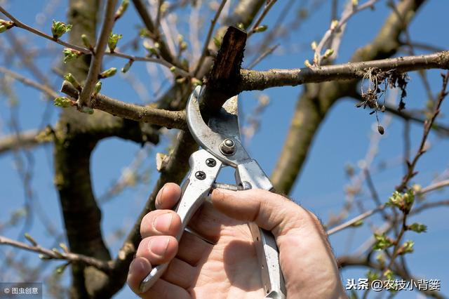 10年樱桃树修剪技术图解,樱桃树采后修剪技术图解(1)