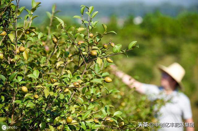 油茶树最怕什么病,大树烂根最好的处理方法(2)