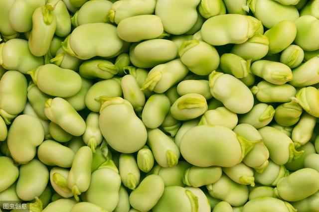 在家种蚕豆的方法教程,家庭蚕豆种植方法(5)