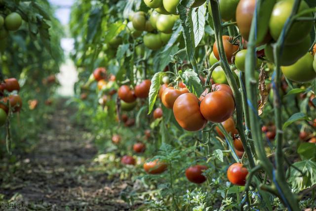 秋番茄栽培技术要点,秋番茄高产栽培技术(2)