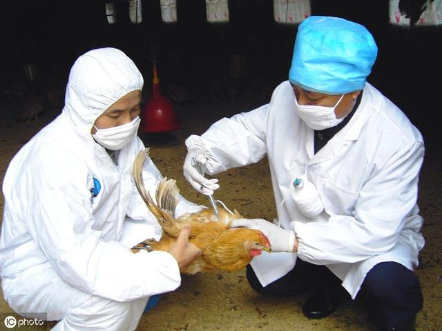鸡大肠杆菌能不能自愈,鸡大肠杆菌最佳治愈方法(1)
