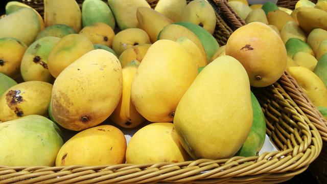 芒果的生长过程是怎样的,芒果生长最佳方法(4)