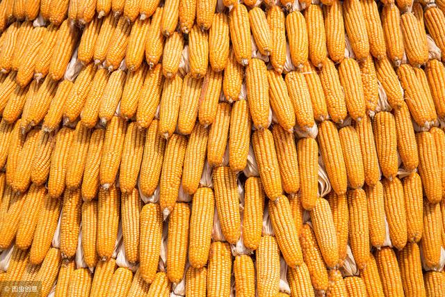 农单113玉米种介绍,农单113tc玉米种介绍(1)