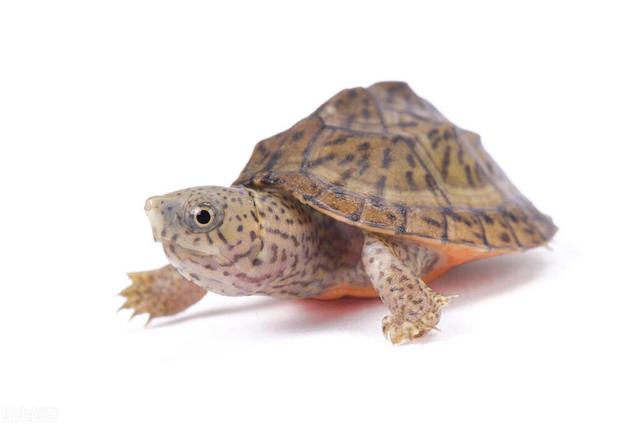 刀背龟的饲养方法,白唇龟的正确养法(1)