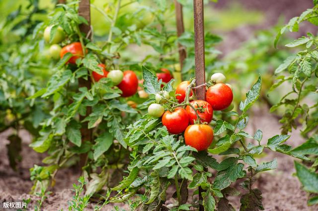 秋季番茄种植技术,番茄种植技术时间表(6)