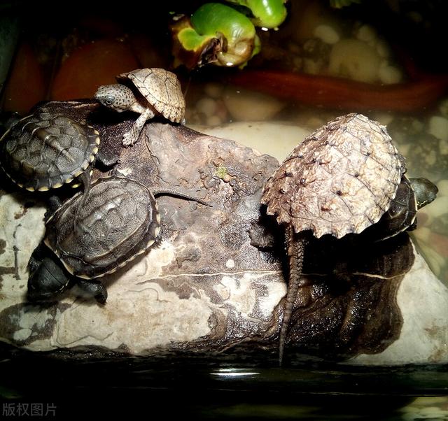 刀背龟的饲养方法,白唇龟的正确养法(4)