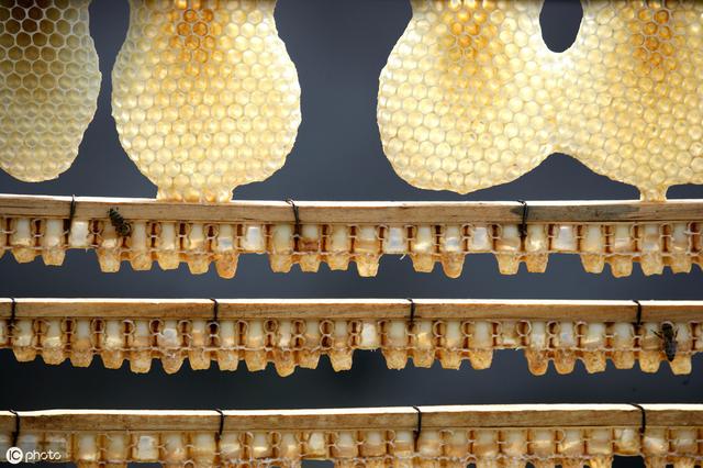 蜂王浆是怎么提炼出来的,蜂王浆的副作用与禁忌(1)