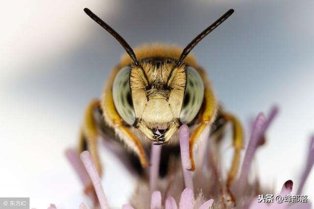 蜜蜂的眼睛图片,蜜蜂的眼睛结构图片(1)