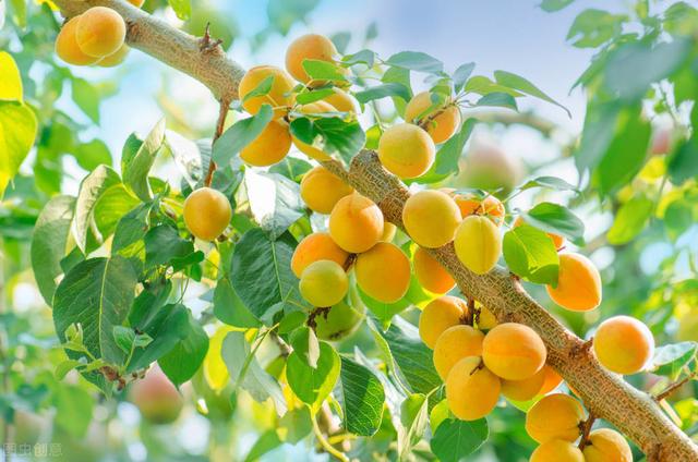 杏子怎么种而且是直接种在地里的,杏子什么时候种植最好(5)