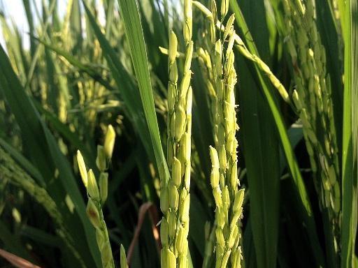 盐碱地的水稻种植方法,盐碱地怎么才能种出高产水稻(4)