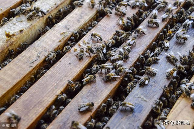 蜜蜂合并最好方法,合并蜜蜂最简单的方法(3)