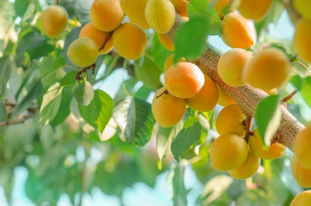 杏子怎么种而且是直接种在地里的,杏子什么时候种植最好(2)