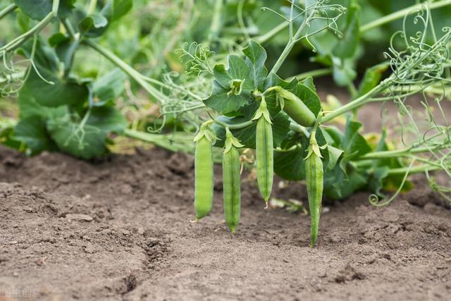 豌豆最晚什么时候种,种豌豆施什么肥料最好(2)