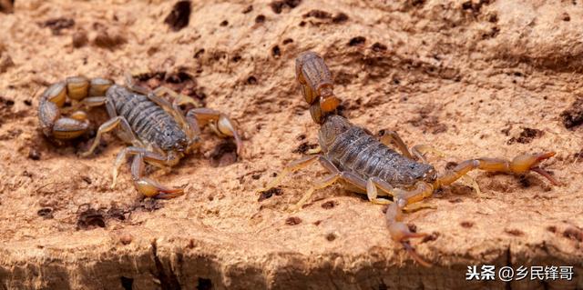 小规模蝎子养殖最好的品种,养殖蝎子什么品种最好呢(4)