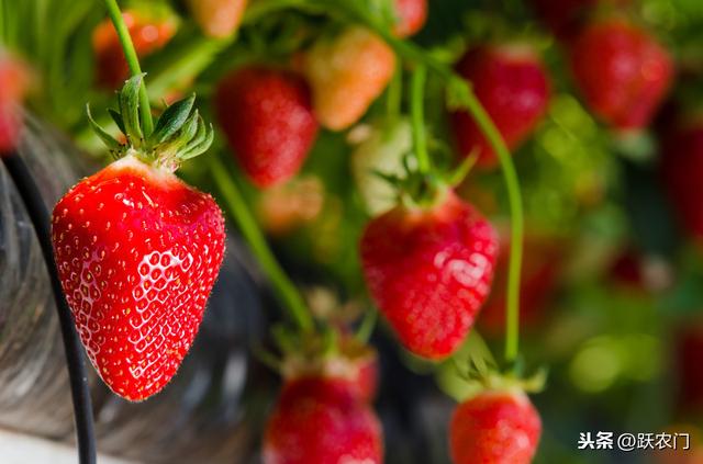 大棚草莓种植方法全过程,草莓打叉掐尖图解(3)