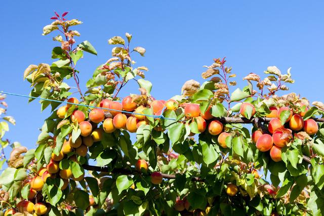 杏子怎么种而且是直接种在地里的,杏子什么时候种植最好(4)
