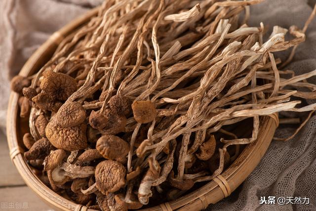 鲜茶树菇怎么晒干,一斤干茶树菇要多少鲜茶树菇(2)