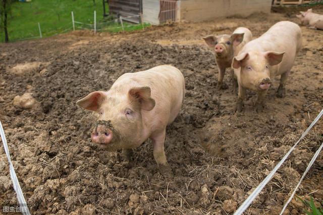 育肥猪养到多少斤出栏最合适,育肥猪喂到多少斤出栏最合适(3)