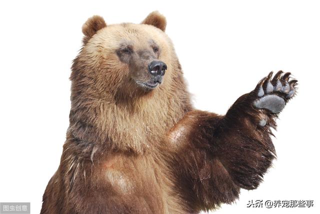 俄罗斯熊为什么怕俄罗斯人,俄罗斯为啥不怕熊(4)
