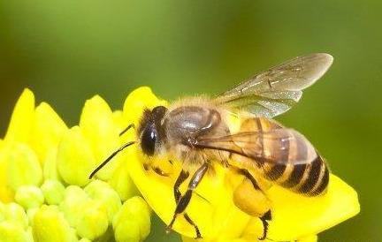 什么蜂适合在高海拔养殖,定地养什么蜂最好(1)