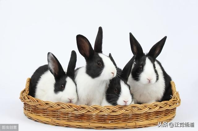 养兔子怎么这么麻烦,养兔子的省钱技巧(4)
