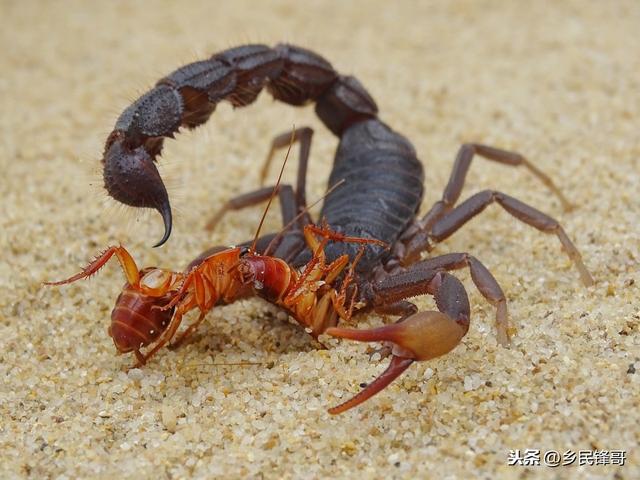 养殖蝎子的品种,养殖蝎子图片大全(2)