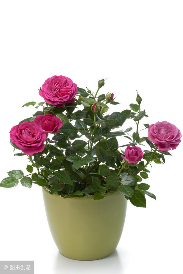 刚种的玫瑰可以浇水吗,玫瑰刚种下来还要浇水吗(2)