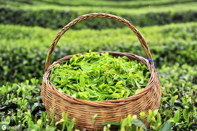 茶叶秋季需要修剪吗,茶叶冬季修剪的方法和技巧(2)